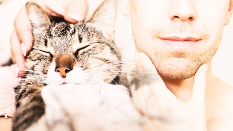 Comprendre pourquoi votre chat aime tant les caresses sur le menton et les joues