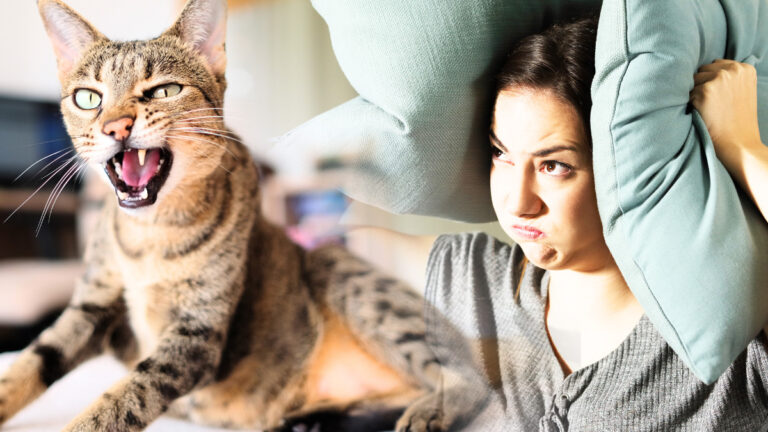 Conseils pratiques pour gérer un chat qui vous harcèle détails et solutions