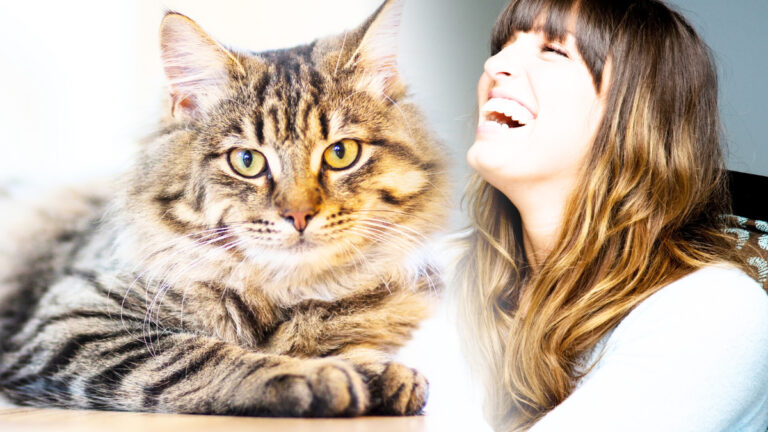 Les chats comprennent-ils vraiment nos rires Découvrez ce qui se cache derrière leurs comportements amusants