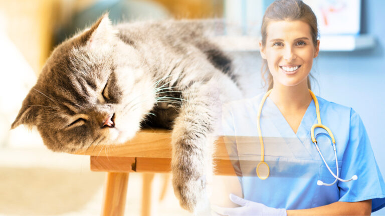 Pourquoi respecter le repos de votre chat peut transformer son bien-être et sa santé