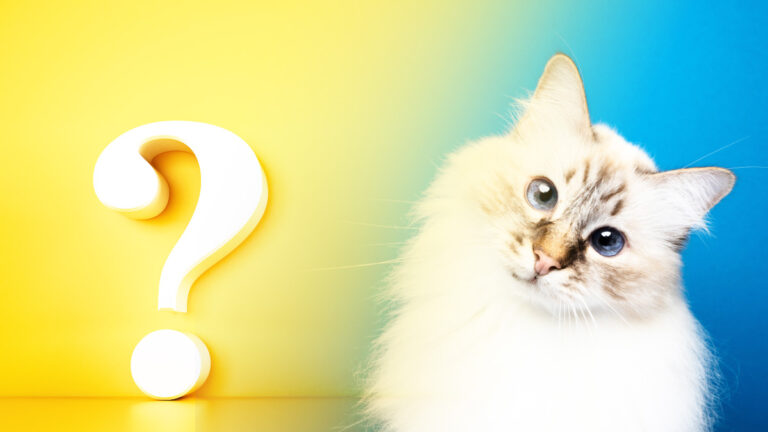 Pourquoi votre chat vous donne-t-il des coups de tête comprendre ce geste affectueux