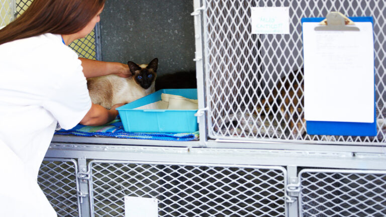 a-female-vet-carefully-putting-a-siamese-cat-patie-2023-11-27-04-56-31-utc