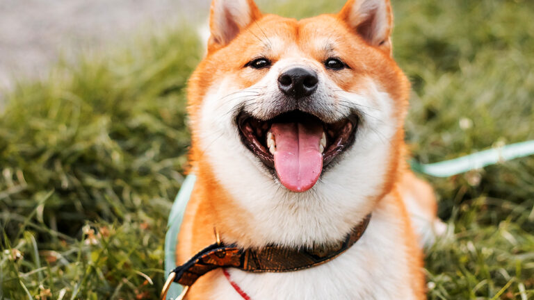 beautiful-young-red-shiba-inu-puppy-dog-standing-o-2023-11-27-04-53-02-utc