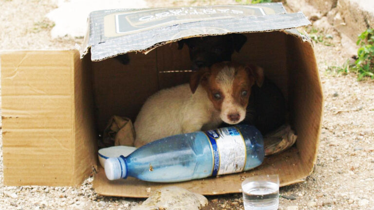 ce-chien-abandonne-dans-un-jardin-rempli-de-detritus-merite-votre-attention-pour-une-vie-meilleure