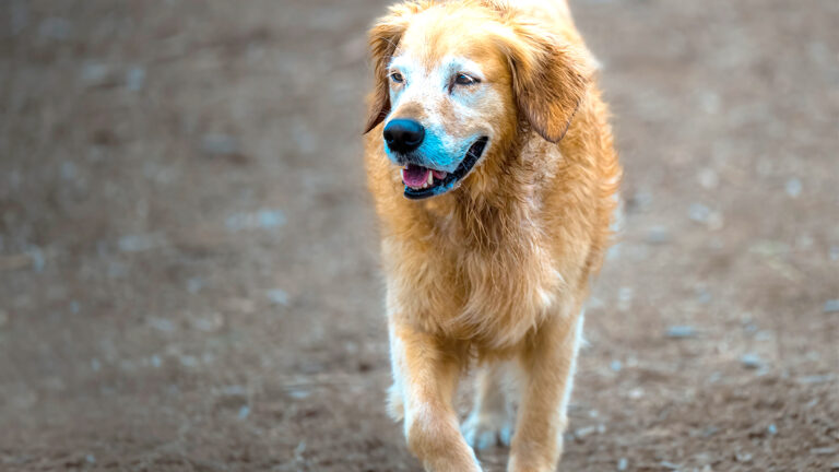 ce-chien-autrefois-rejete-par-tous-trouve-une-nouvelle-esperance-grace-a-une-rencontre-inattendue6460