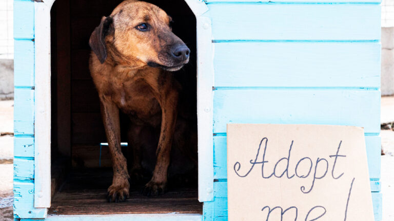 ce-chien-senior-avec-un-passe-difficile-cherche-un-nouveau-foyer-aimant-6428