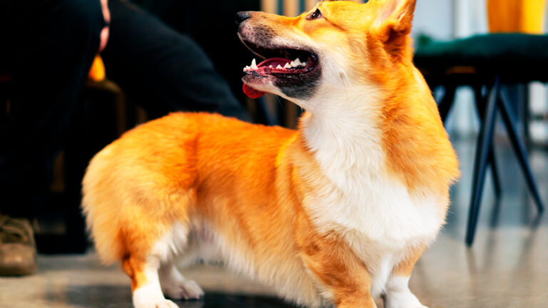 ce-corgi-unique-a-conquis-un-poste-rare-chez-les-chiens-policiers6478