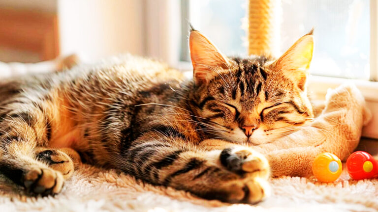 ces-positions-de-sommeil-revelent-les-emotions-et-besoins-de-votre-chat6961