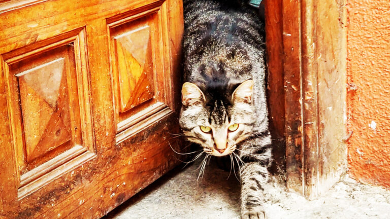 chat-refuse-rester-maison