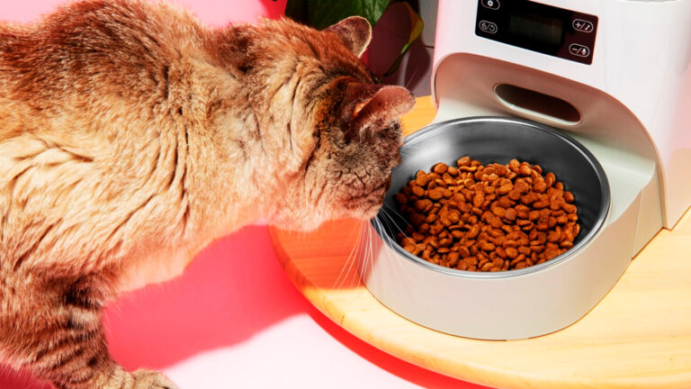 choisir-une-gamelle-orthopedique-pour-votre-chat-comment-cela-ameliore-t-il-leur-quotidien6940