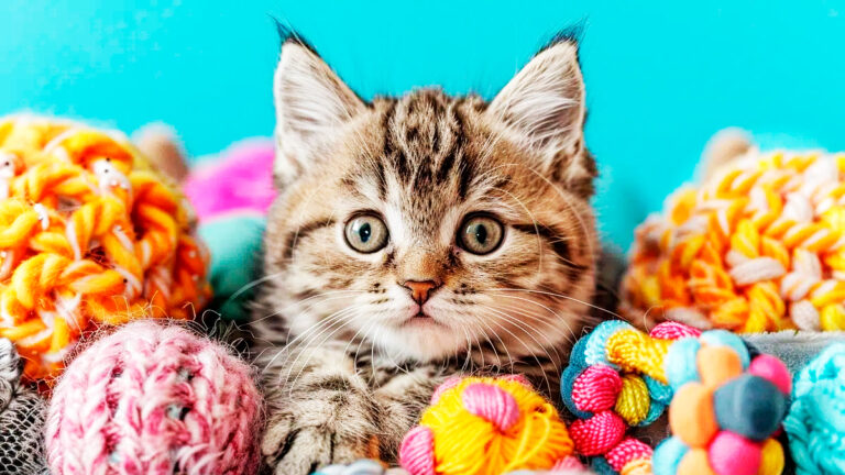 comment-faire-face-a-linsuffisance-renale-chez-les-chats-ages-comprendre-les-causes-reconnaitre-les-symptomes-et-decouvrir-les-traitements7248