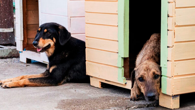 comment-les-refuges-pour-animaux-gerent-ils-laugmentation-des-abandons-et-le-manque-de-places6693