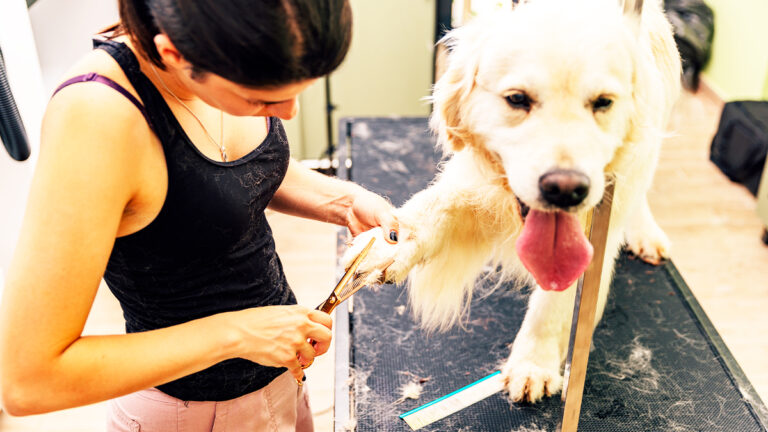 comment-un-toiletteur-californien-apaise-les-chiens-difficiles-lors-de-leurs-seances-de-toilettage6467