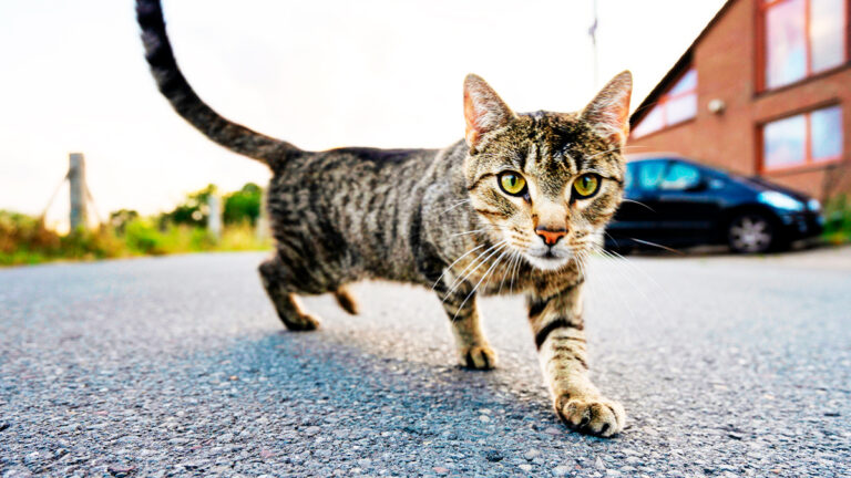 comment-une-simple-halte-sur-la-route-a-transforme-la-vie-dun-chaton-effraye6463