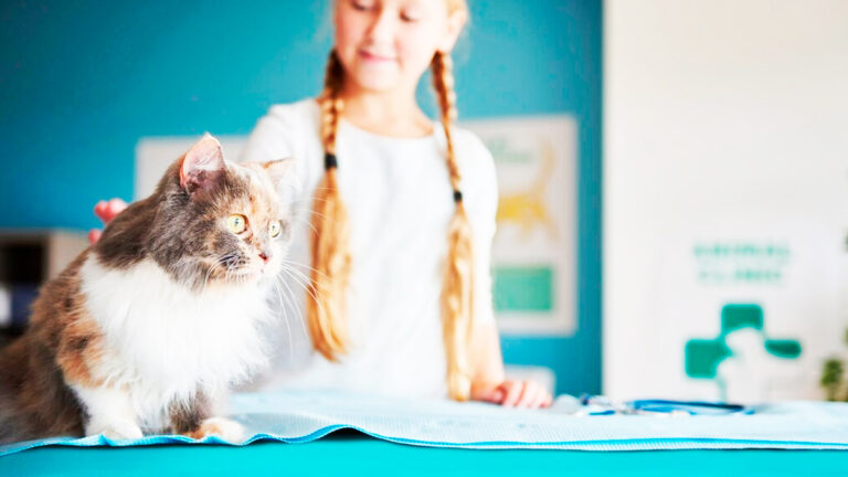 comment-votre-assurance-pour-chat-peut-faciliter-le-paiement-des-frais-veterinaires-sans-avancer-dargent7184