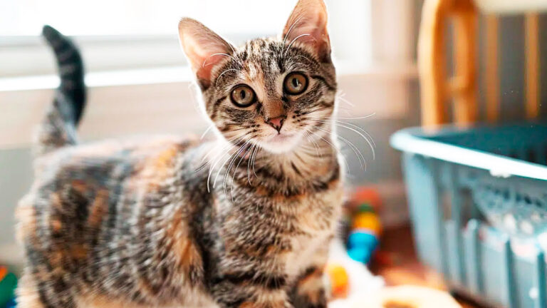 comprendre-et-combattre-la-giardiose-feline-causes-symptomes-traitement-et-conseils-de-prevention6952