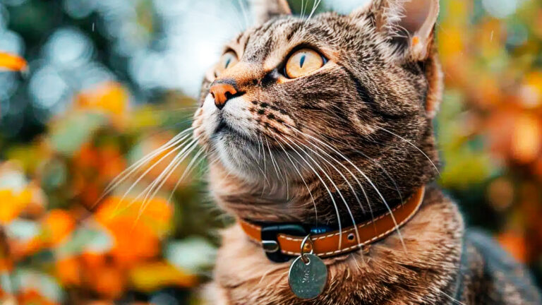 comprendre-et-gerer-la-gastro-enterite-chez-votre-chat-symptomes-causes-et-soins-essentiels7187