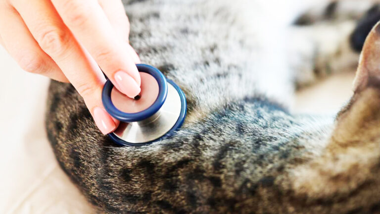 comprendre-et-gerer-lhypertension-chez-le-chat-conseils-pour-detecter-et-traiter-efficacement7282