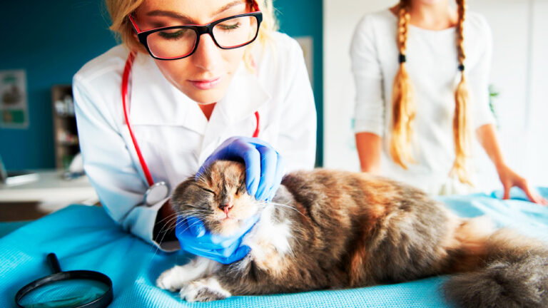 comprendre-et-prendre-en-charge-la-cyanose-chez-le-chat-symptomes-diagnostics-et-soins-essentiels7180