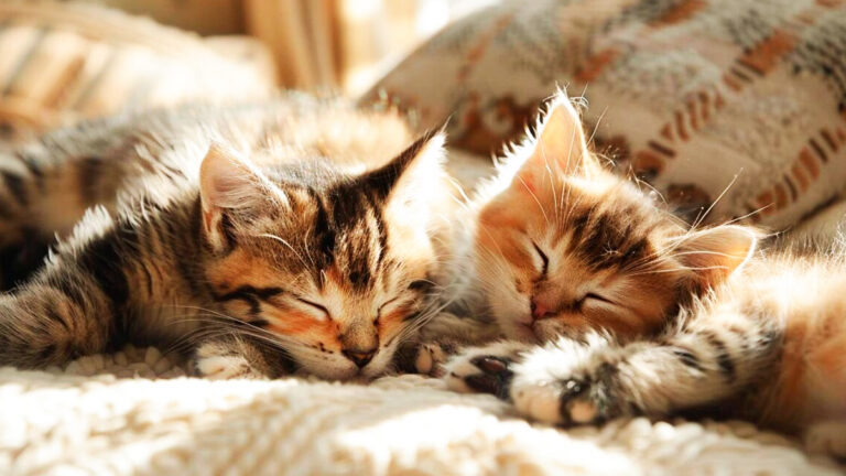 comprendre-la-gemellite-chez-les-chatons-sont-ils-vraiment-tous-jumeaux-dans-une-portee6954