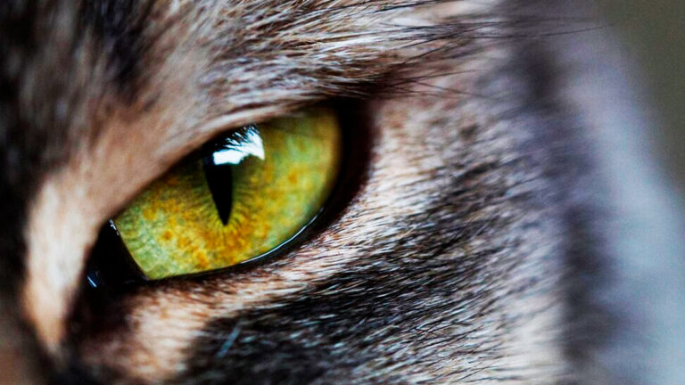 comprendre-le-mystere-des-yeux-lumineux-des-chats-dans-la-penombre7232