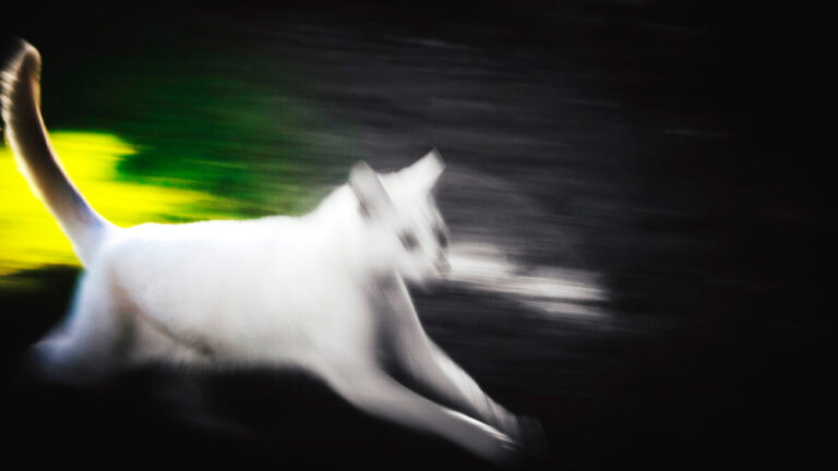 comprendre-les-courses-frenetiques-de-votre-chat-pourquoi-ces-sprints-soudains6966