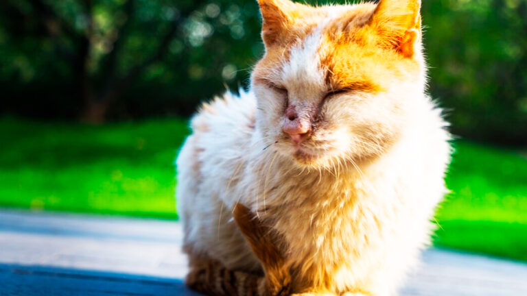 comprendre-les-tremblements-et-spasmes-de-votre-chat-pendant-son-sommeil-est-ce-un-signe-dalerte6963
