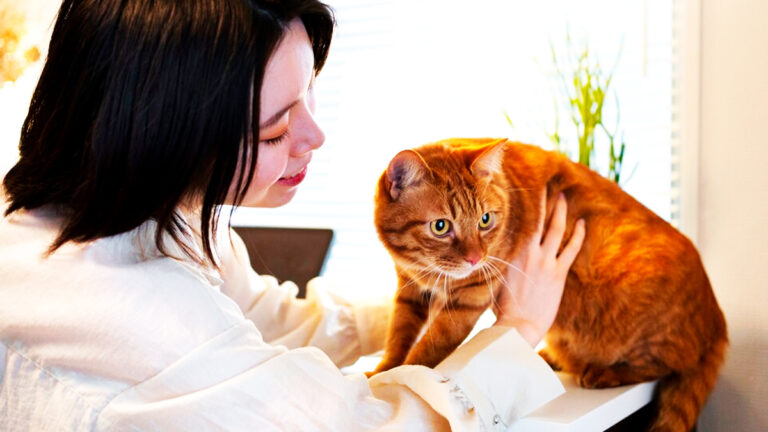 comprendre-lhypothyroidie-chez-le-chat-ses-symptomes-le-diagnostic-et-les-meilleures-options-de-traitement7227