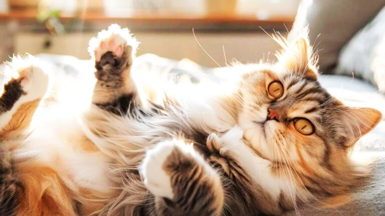 comprendre-pourquoi-votre-chat-prefere-dormir-sur-le-dos-un-signe-de-confiance-ou-un-appel-a-laide6972