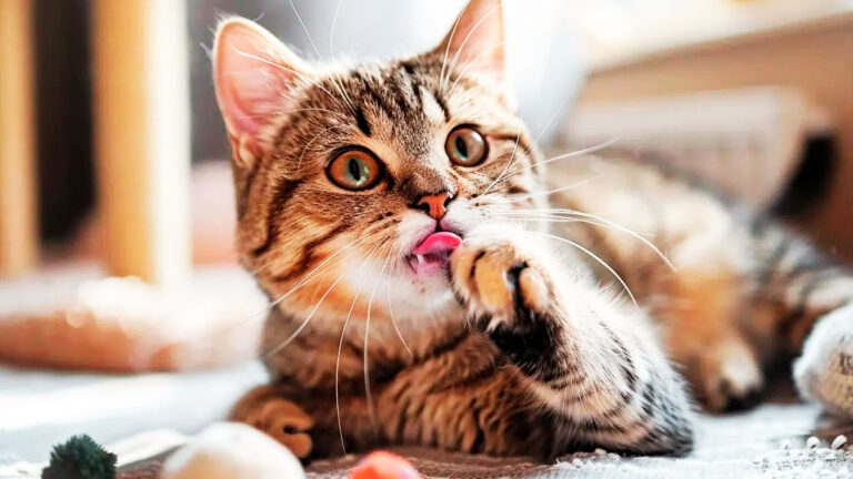 comprendre-pourquoi-votre-chat-vous-leche-peut-renforcer-votre-lien7183