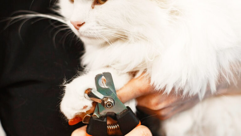 conseils-pratiques-pour-limiter-les-griffures-de-votre-chat-sans-nuire-a-votre-relation7196