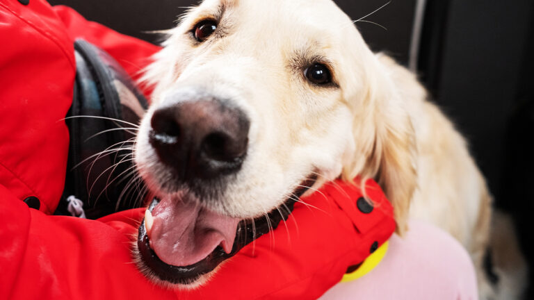 cute-labrador-with-owner-in-the-car-2023-11-27-05-01-00-utc