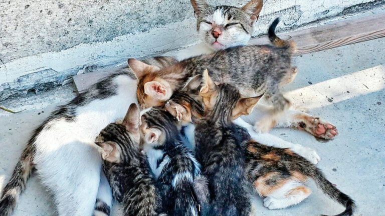 dans-la-region-de-bourgogne-franche-comte-une-intervention-revele-la-detresse-de-30-chats-vivant-dans-un-espace-restreint-6502