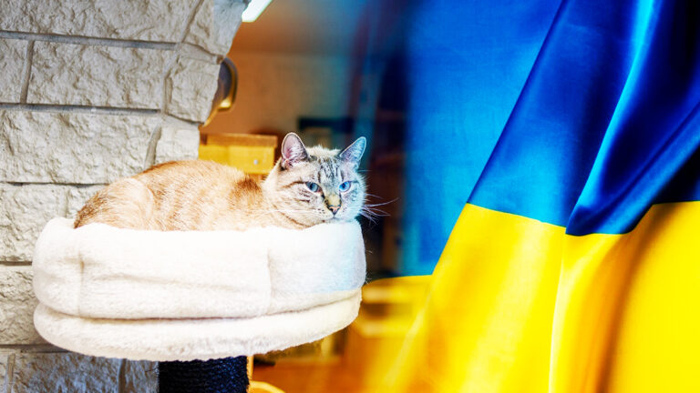 des-benevoles-risquent-leur-vie-pour-transformer-un-abri-antiaerien-en-refuge-pour-chats-en-ukraine6464