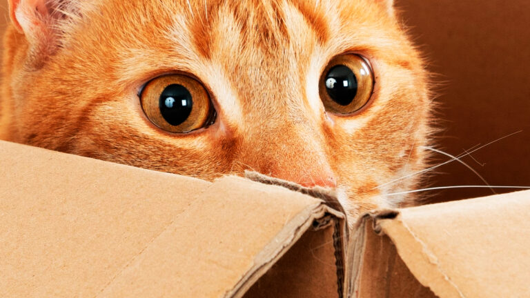 deux-chatons-abandonnes-dans-un-carton-revelent-une-histoire-touchante-chez-le-veterinaire-6501