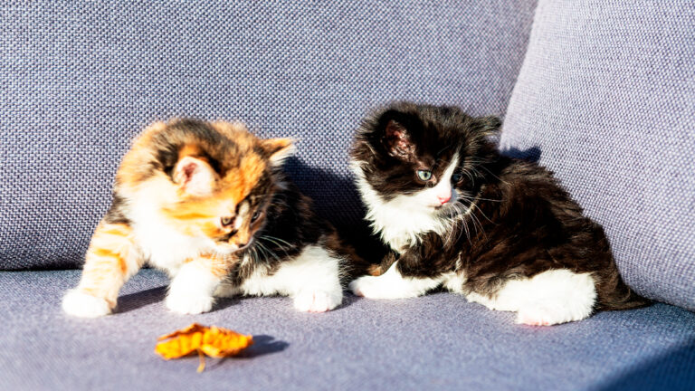 deux-chatons-orphelins-handicapes-retrouvent-espoir-et-mobilite-grace-a-lamour-dune-famille-daccueil6522