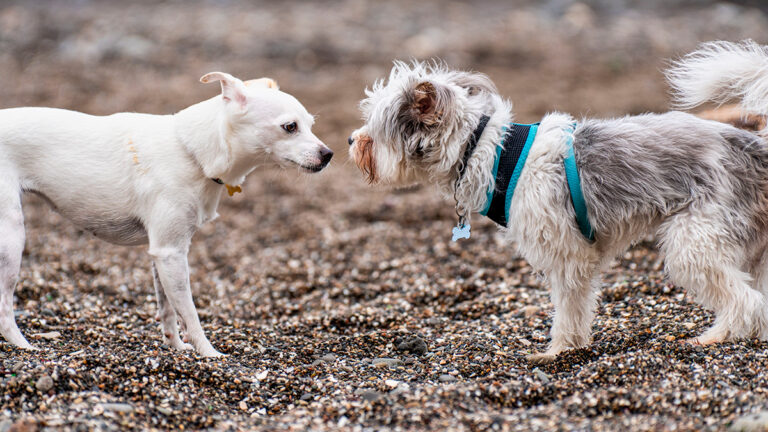 deux-petits-chiens-bravent-une-tempete-pour-une-chance-de-bonheur-dans-un-foyer-chaleureux6488