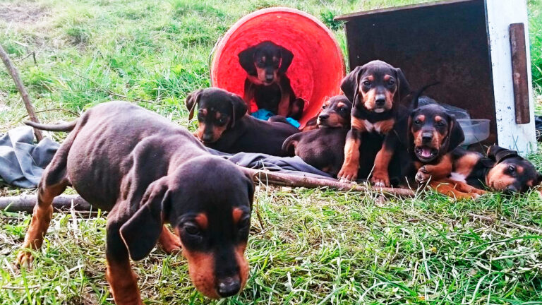 gironde-une-association-revele-le-sauvetage-de-16-chiens-dans-un-etat-deplorable-chez-une-femme-agee-6489