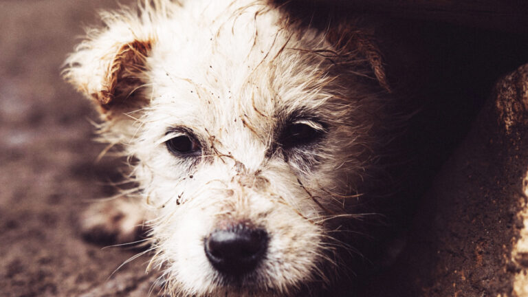 haute-corse-labandon-cruel-de-deux-chiens-laisses-seuls-sans-subsistance-devoile
