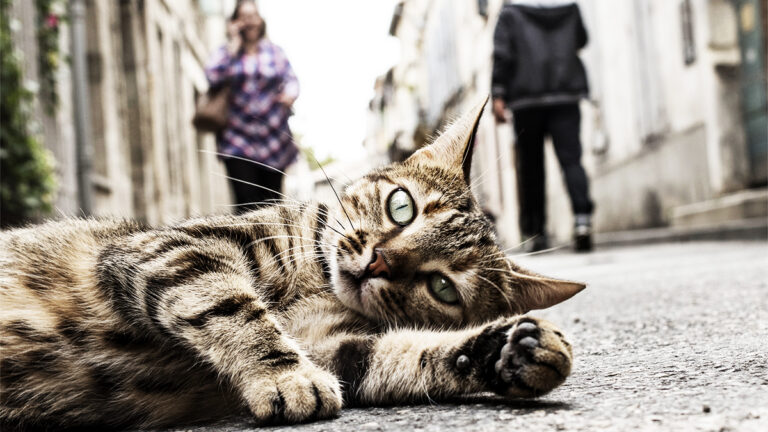 homeless-cat-on-the-ground-down-the-street-2024-09-27-05-15-06-utc