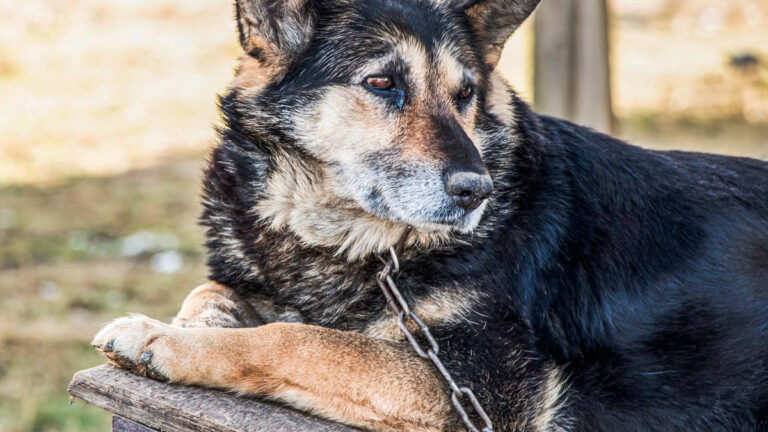 ile-de-france-un-enqueteur-devoue-a-la-rescousse-dun-chien-de-garde-maltraite6505