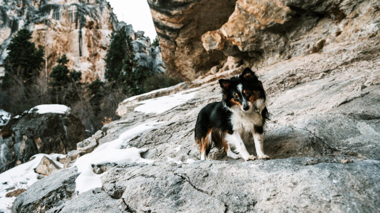 le-parcours-emouvant-de-wapi-chien-rescape-des-montagnes-en-quete-dune-nouvelle-famille-aimante