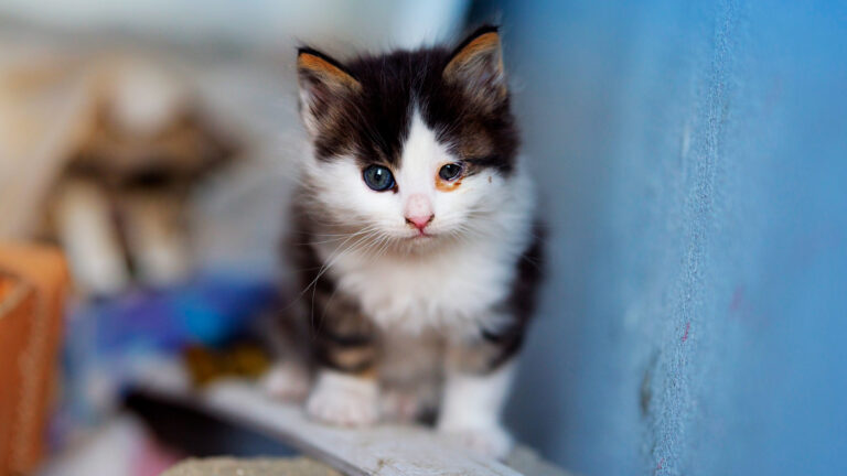 les-20-chats-sauves-de-labandon-et-de-la-maladie-dans-un-appartement-delabre6685