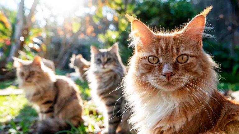 les-9-capacites-fascinantes-et-uniques-qui-distinguent-les-chats-des-autres-animaux-domestiques6936