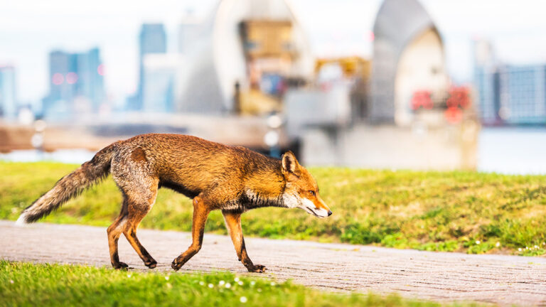 les-animaux-sauvages-sinvitent-en-ville-un-phenomene-grandissant-et-ses-repercussions6668