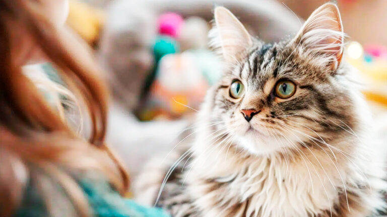 les-chats-communiquent-ils-differemment-avec-les-humains-quavec-leurs-pairs6937