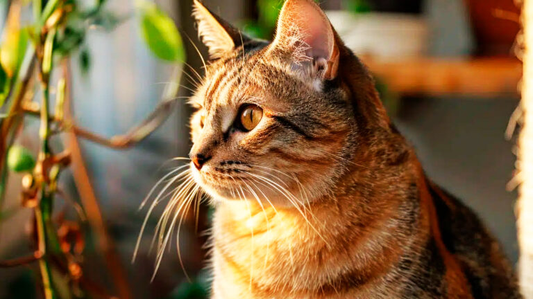 les-chats-hybrides-un-melange-entre-domestique-et-sauvage-qui-souleve-des-controverses6939
