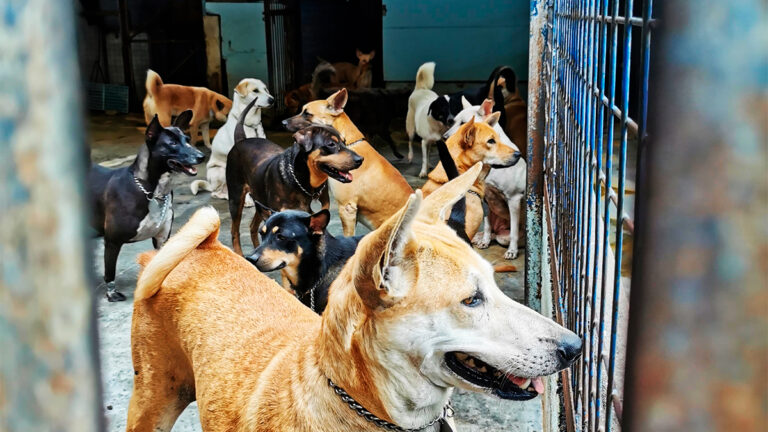 les-cris-et-les-odeurs-insupportables-menent-a-la-saisie-de-plus-de-70-chiens-dans-un-elevage-non-declare-en-dordogne6477