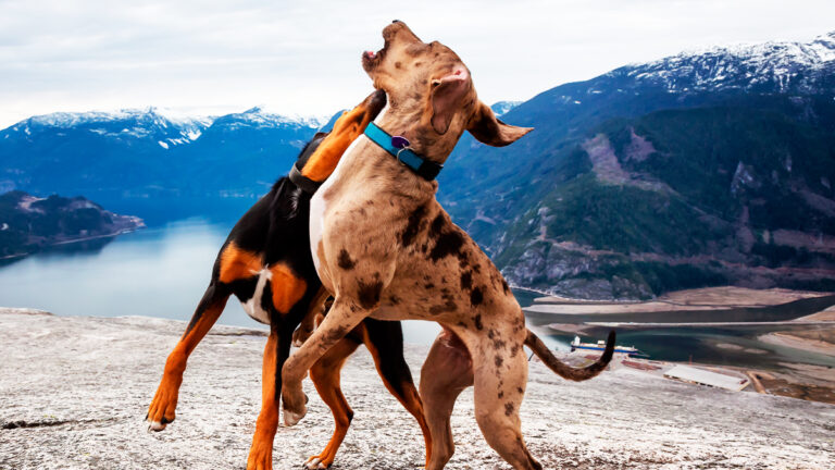les-deux-chiens-qui-ont-trouve-une-amitie-indefectible-au-refuge-attendent-une-famille-aimante6507