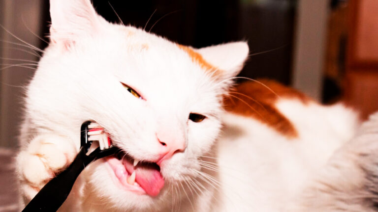 les-mysteres-et-les-soins-des-dents-de-lait-chez-les-chatons-expliques-pour-vous7208